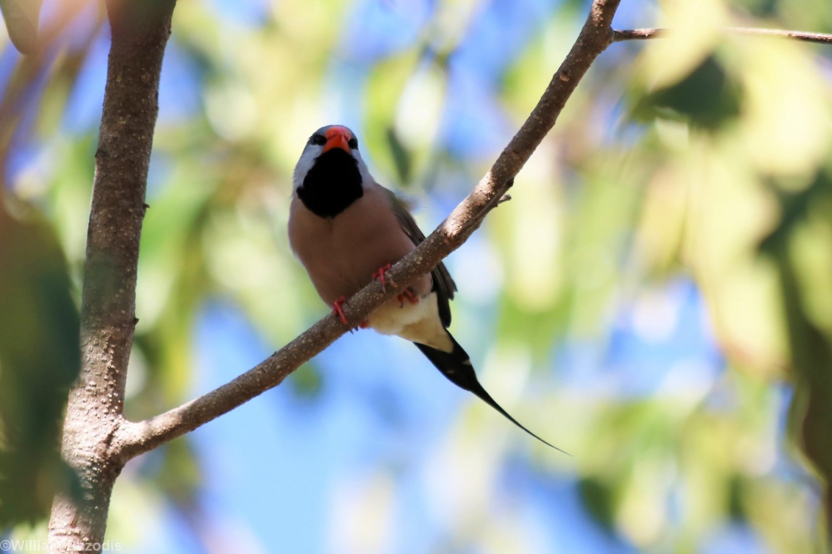 Long-tailed Finch - Holmes Jungle Nature Park
