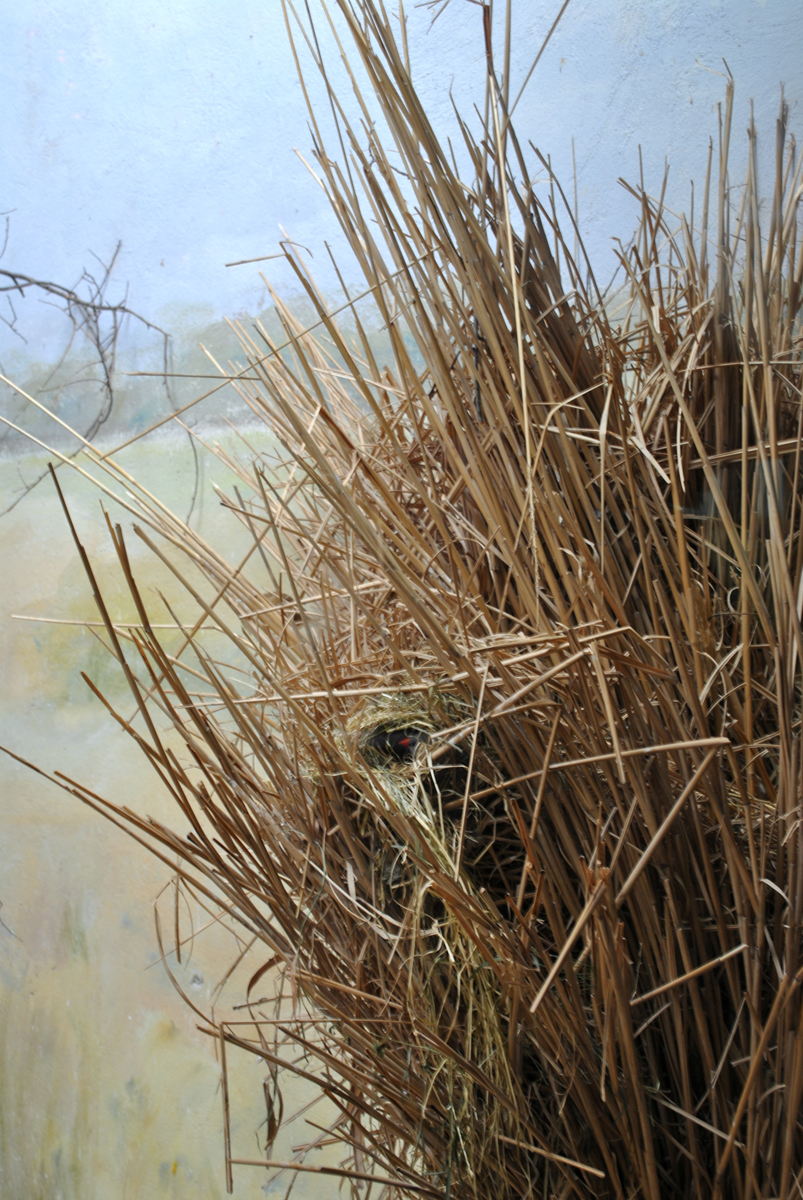 Long Tailed Finch in nest