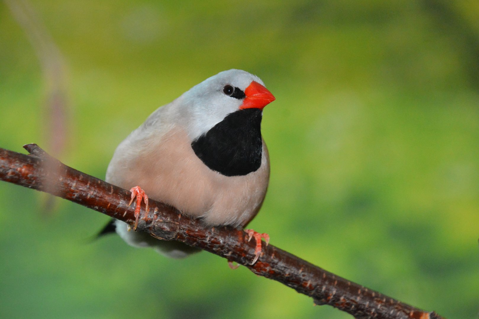 Long-tailed finch (Poephila acuticauda hecki)