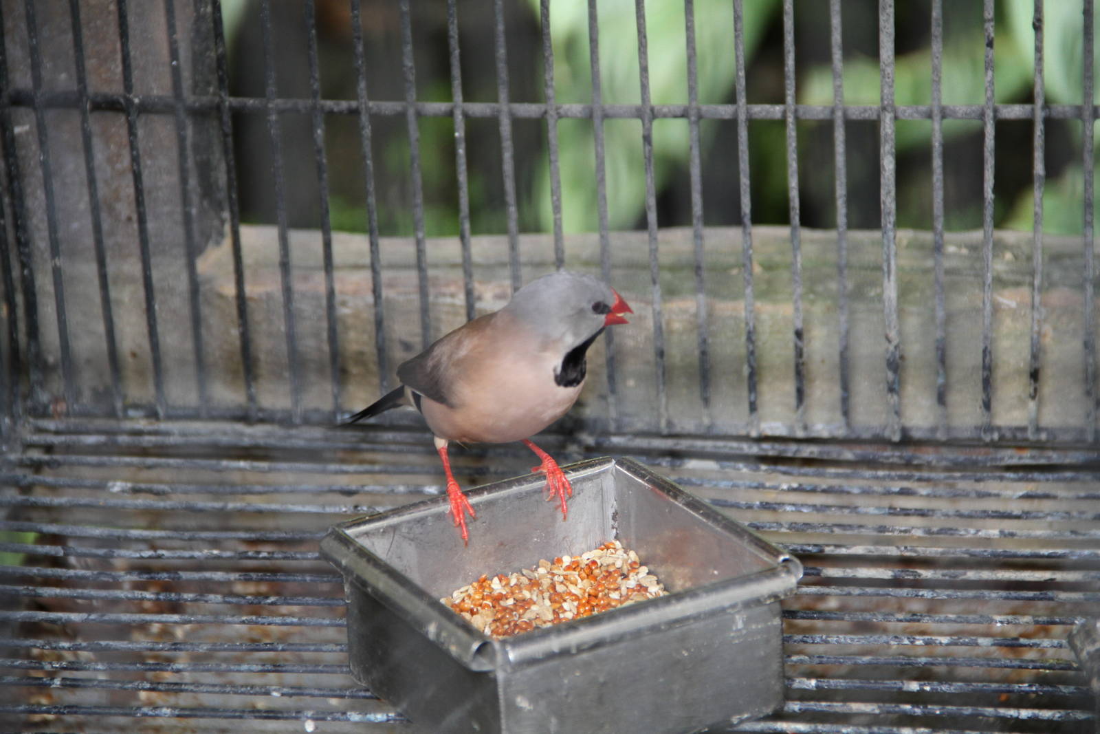 Long-tailed Finch (Poephila acuticauda)
