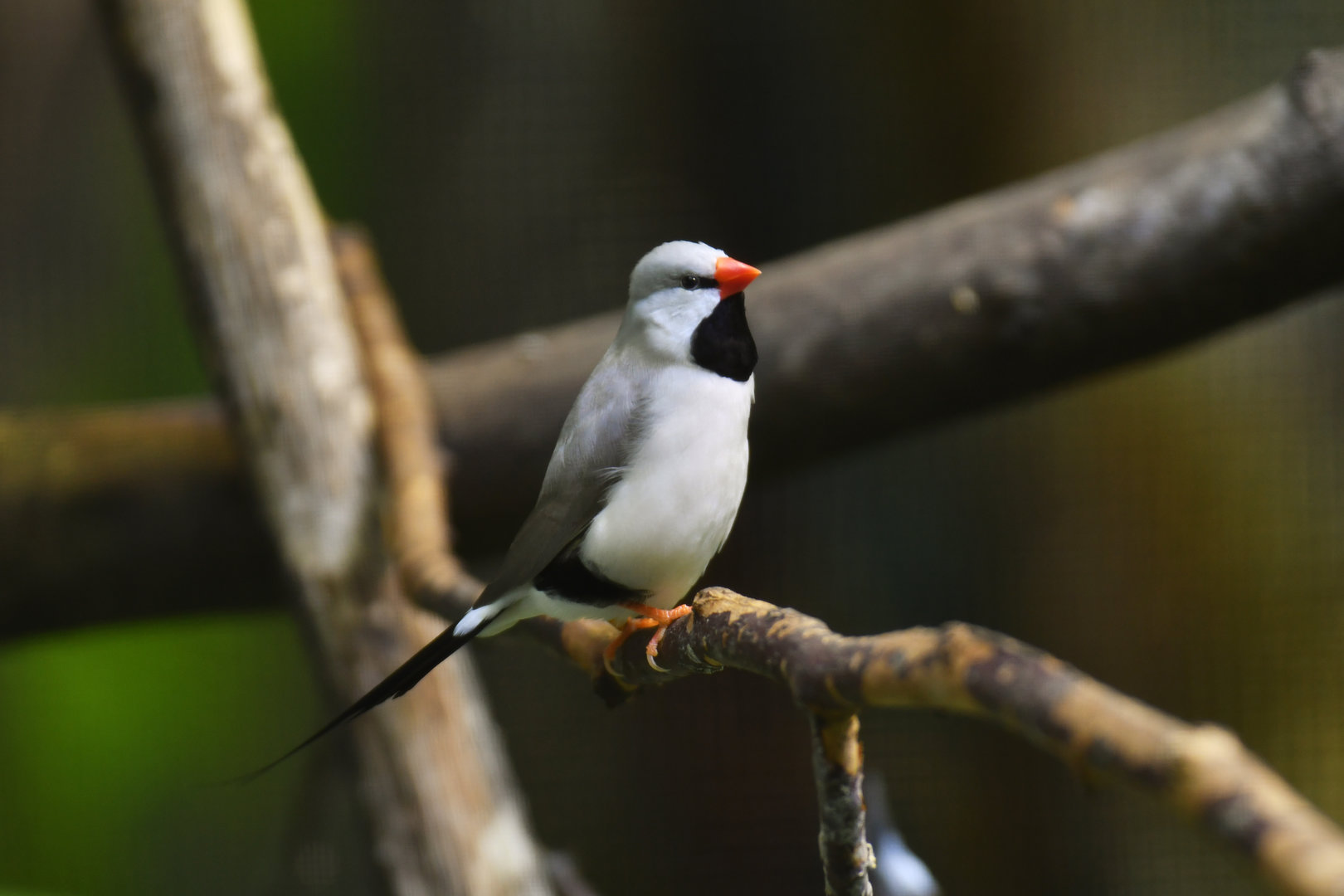 Long-tailed Finch Poephila acuticauda