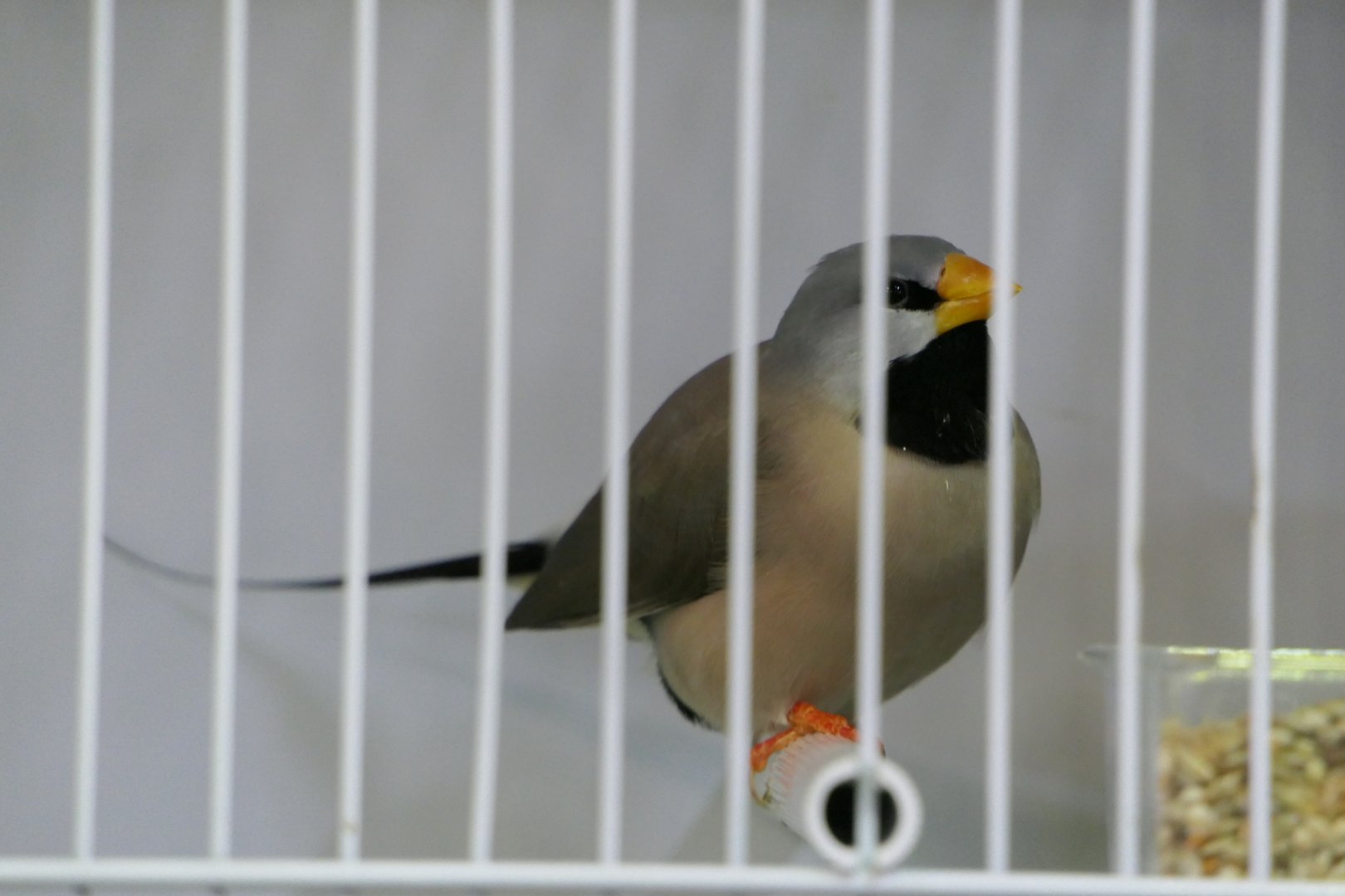 Long-tailed Finch (Poephila acuticauda)