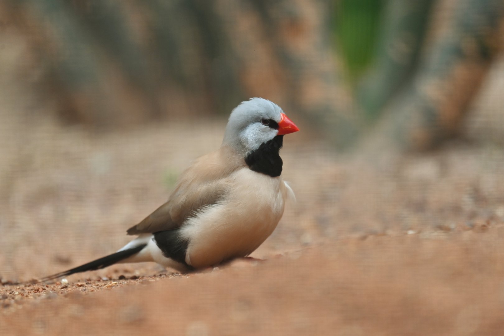 Long-tailed Finch Poephila acuticauda