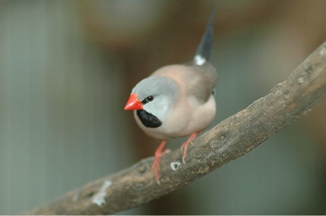 Long-tailed Finch