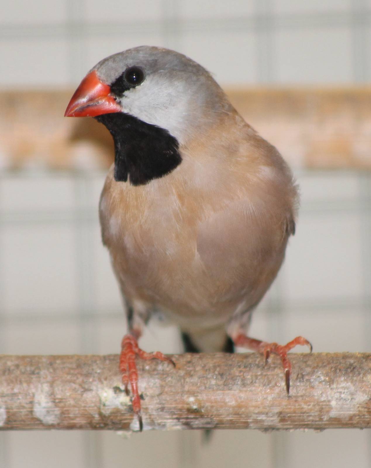 long-tailed finch