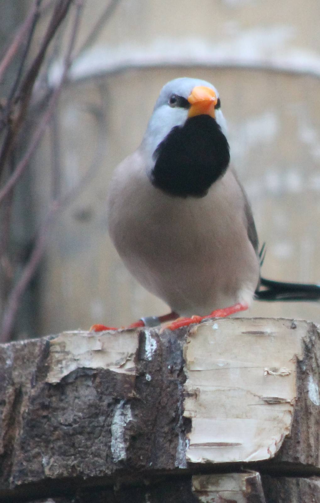 Long-tailed finch