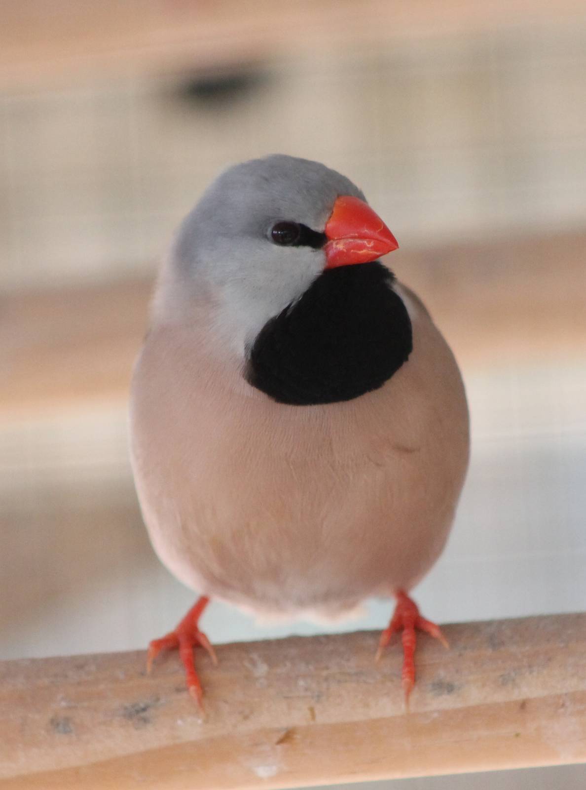 Long-tailed finch