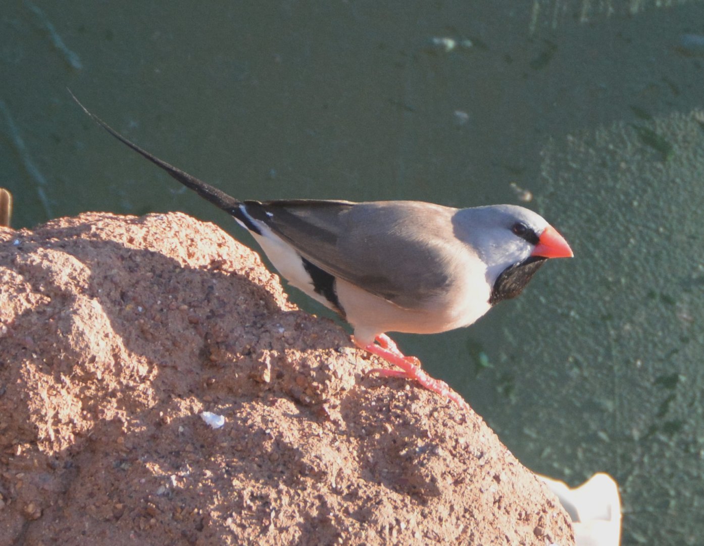 Long-tailed finch
