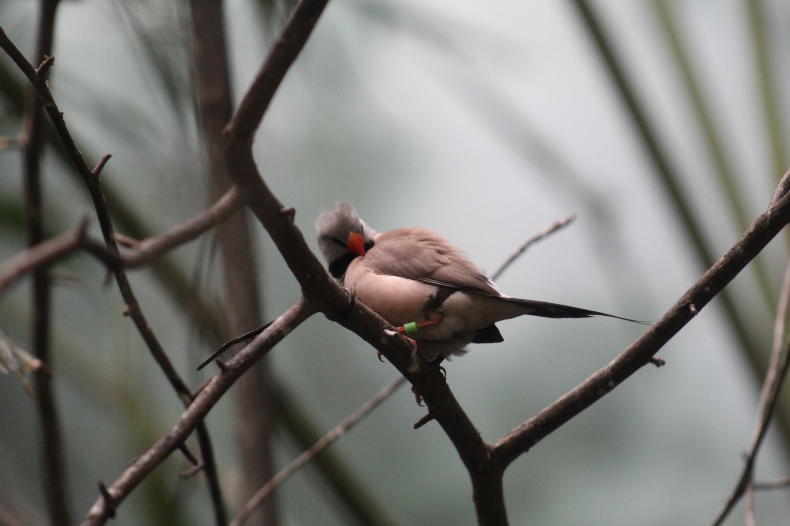 Long-Tailed Finch