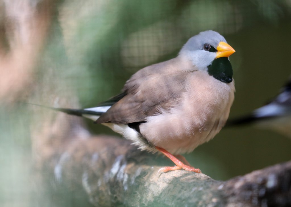 Long-tailed Finch