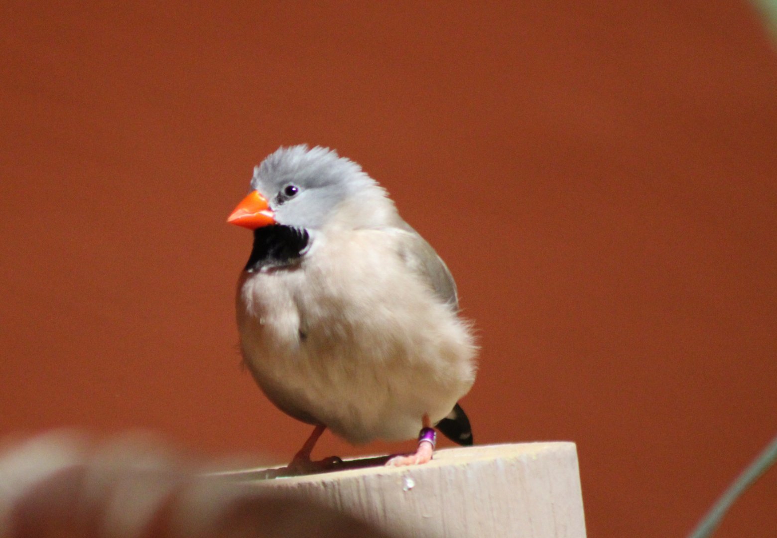 Long-tailed finch