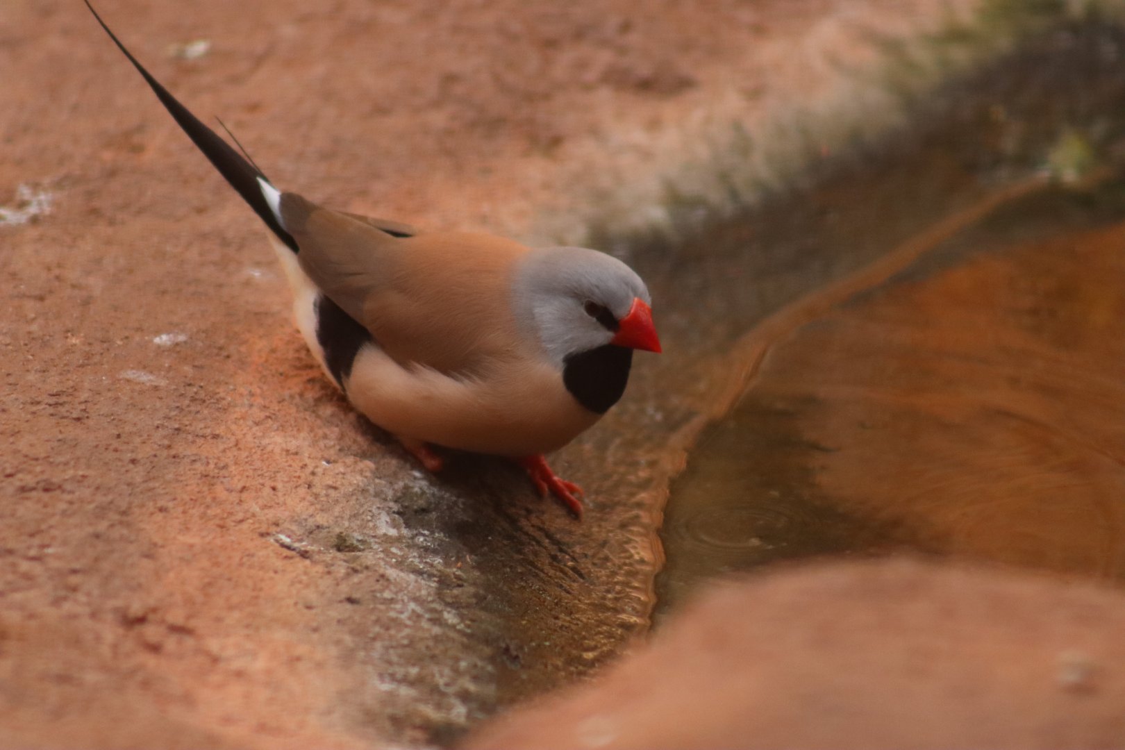 Long-tailed Finch
