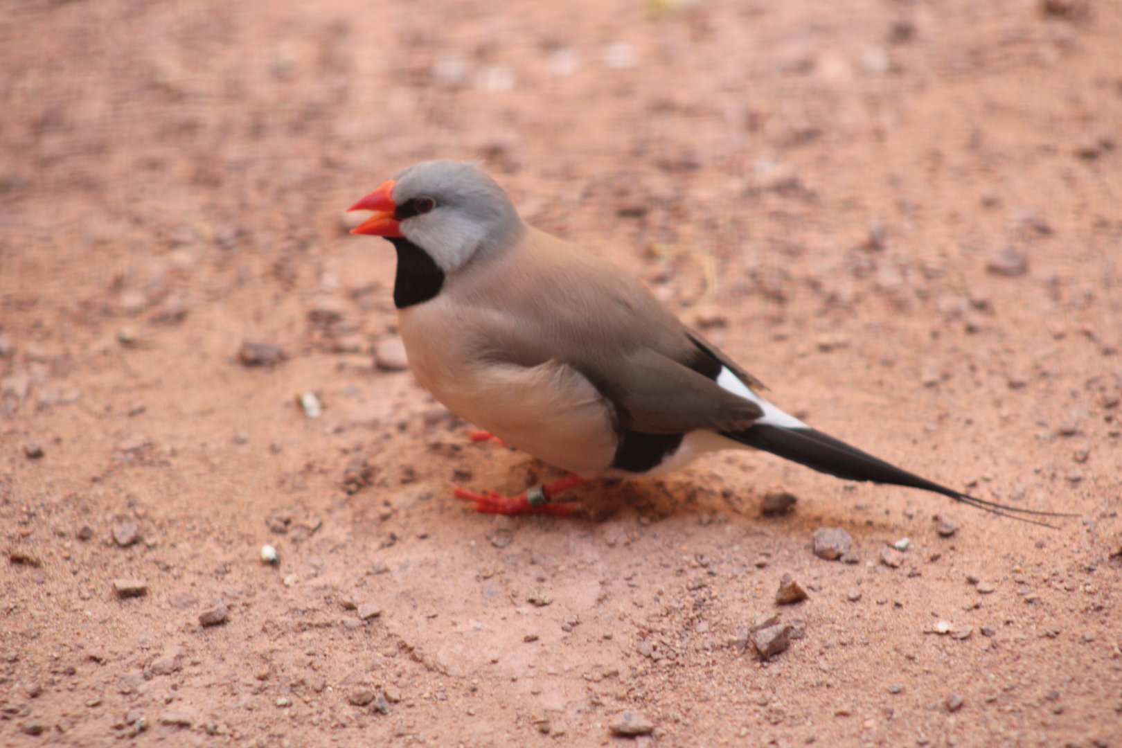 Long-tailed Finch