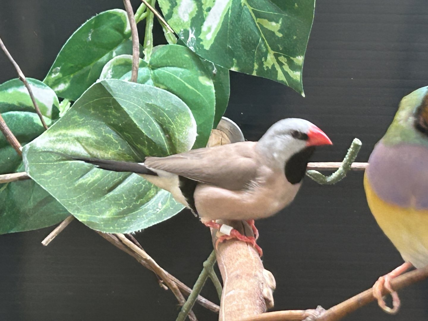 Long-tailed Finch