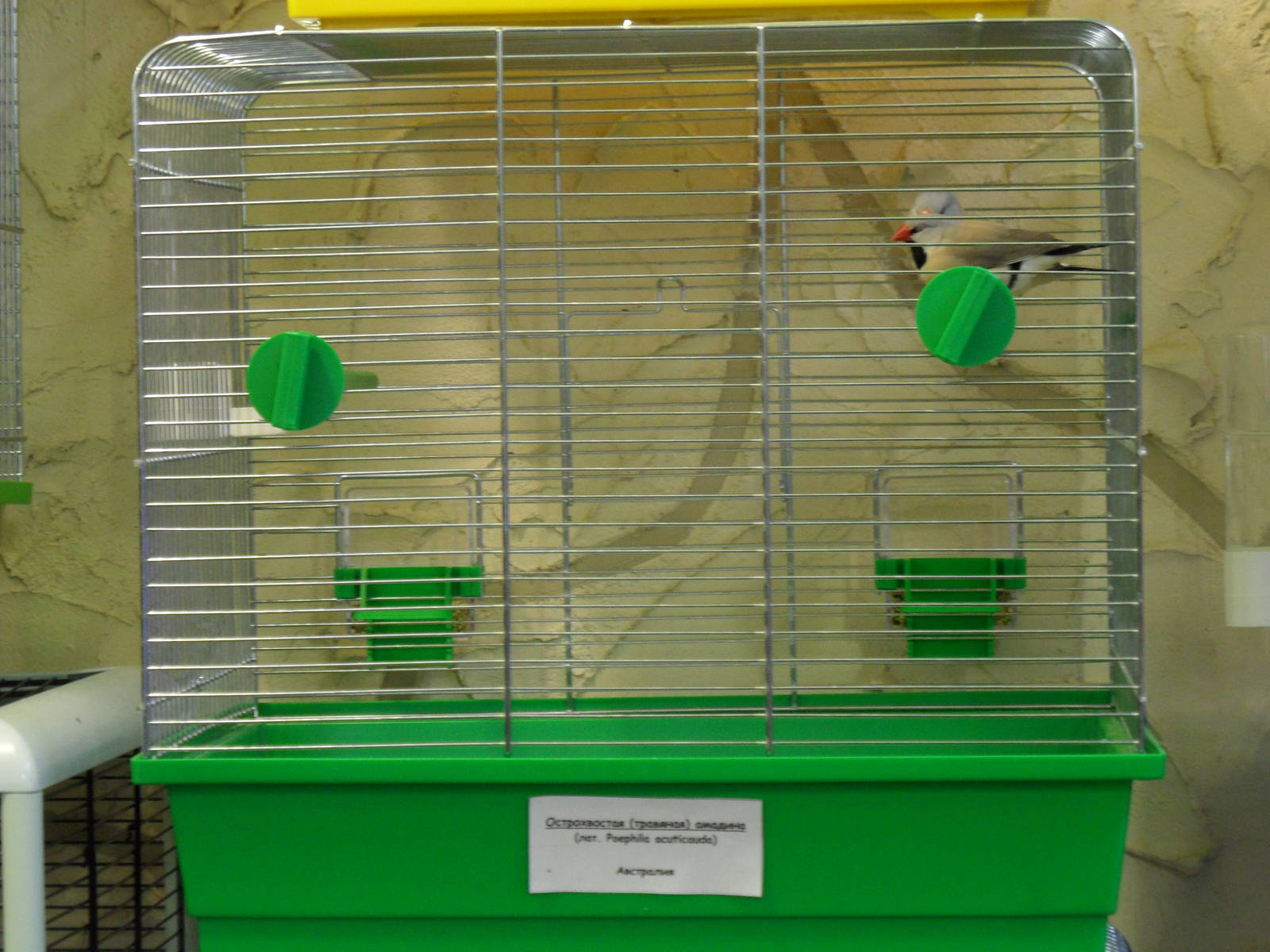 Long-tailed finches - bird show'12