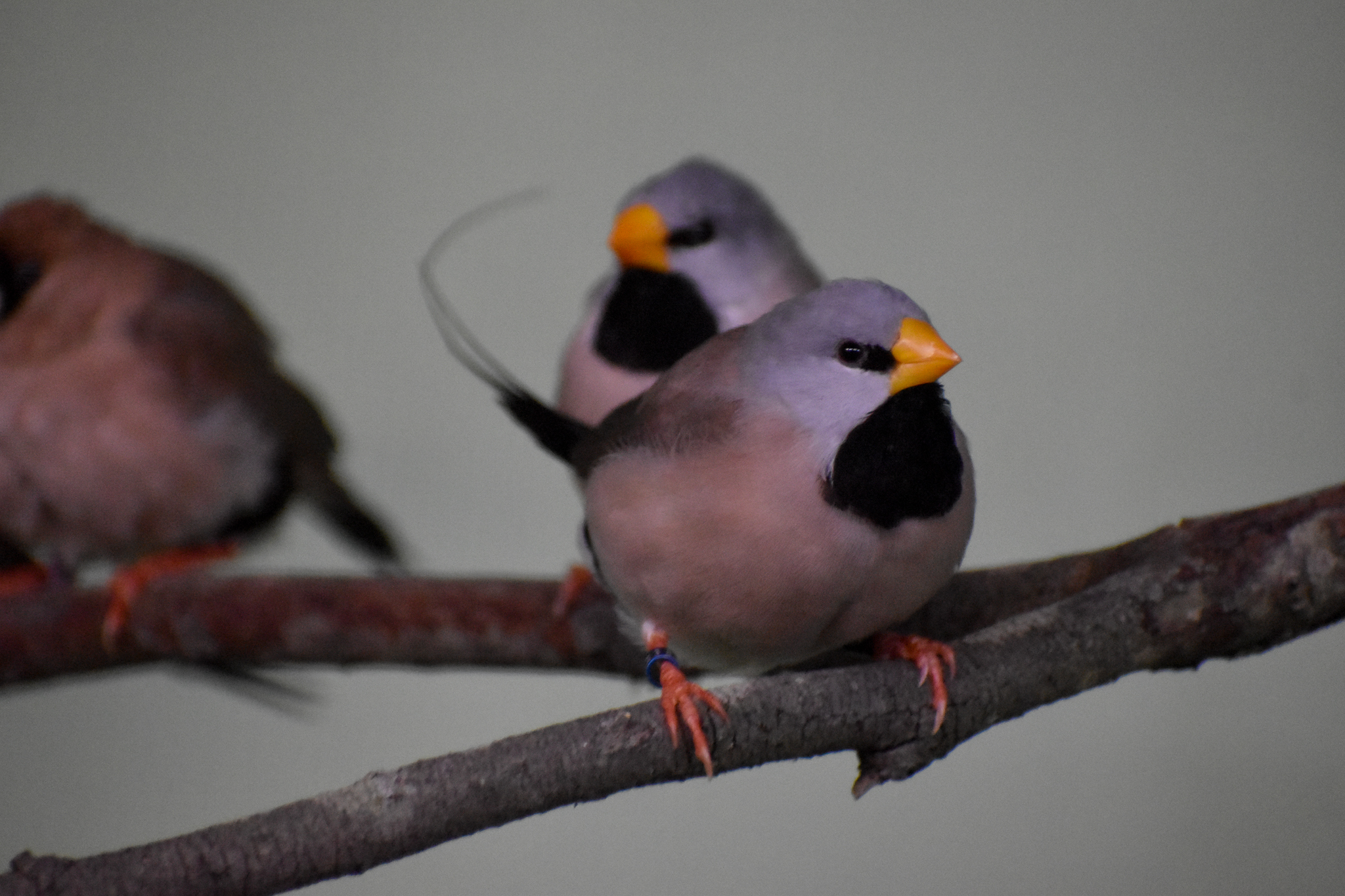 Long-tailed Finches