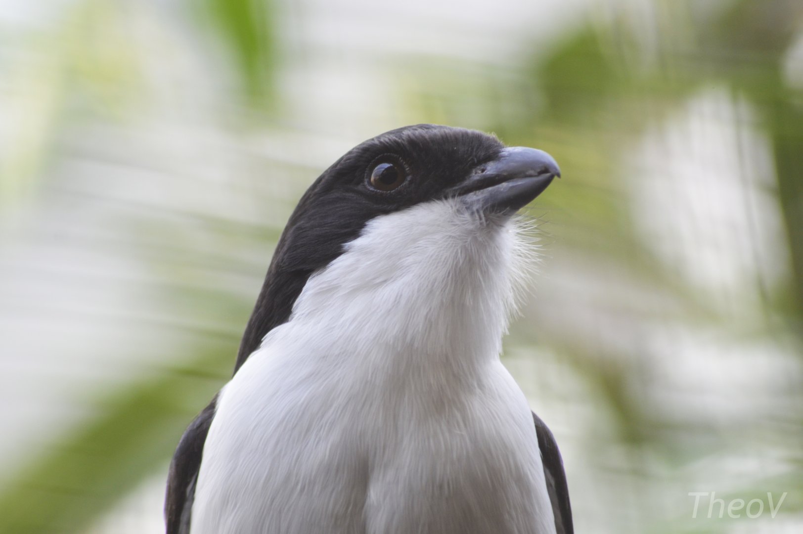 Long-tailed fiscal [2018]