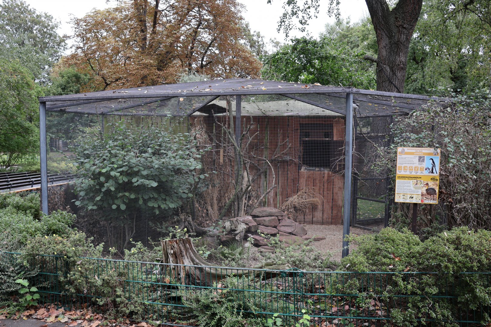 Long-tailed fiscal and Yellow-necked francolin aviary