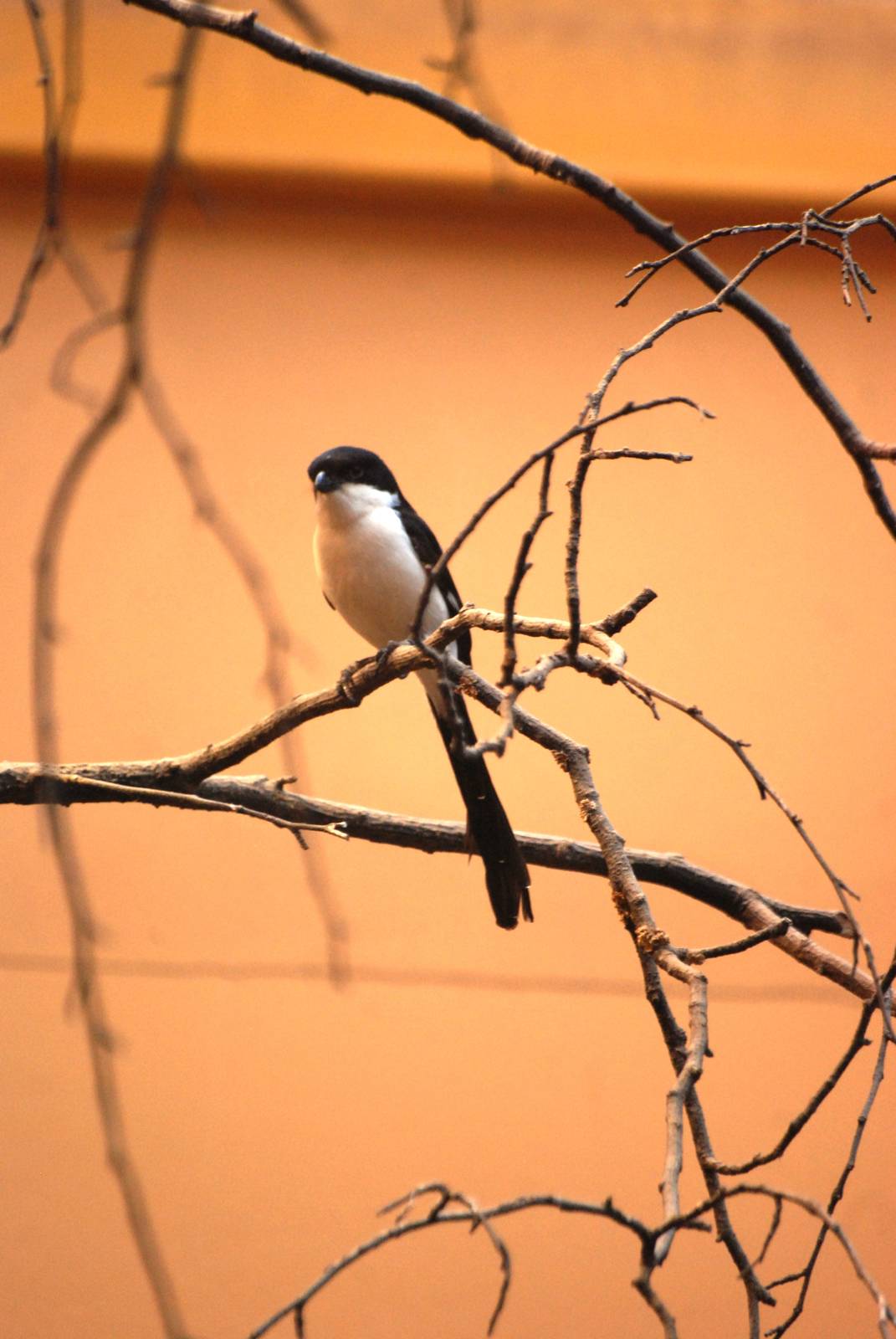 Long-tailed Fiscal at Pilsen, 31/08/12