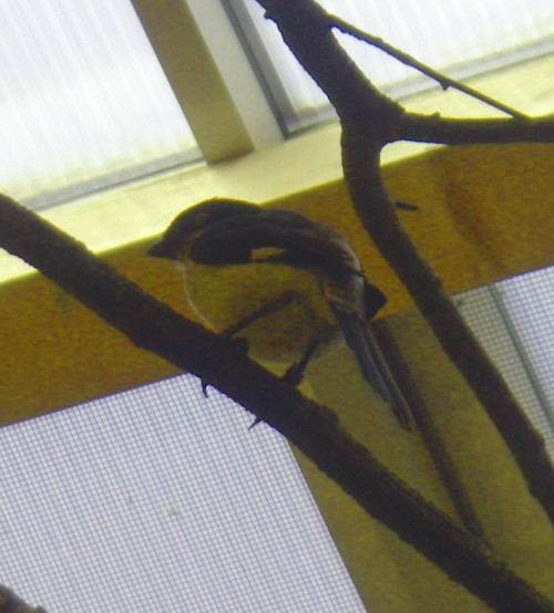 Long-tailed Fiscal (Lanius cabanisi)