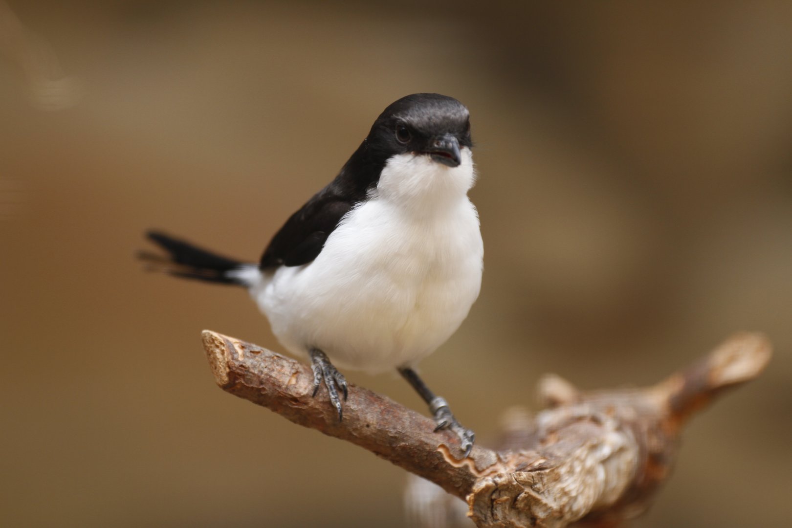 Long-tailed fiscal (Lanius cabanisi) ?