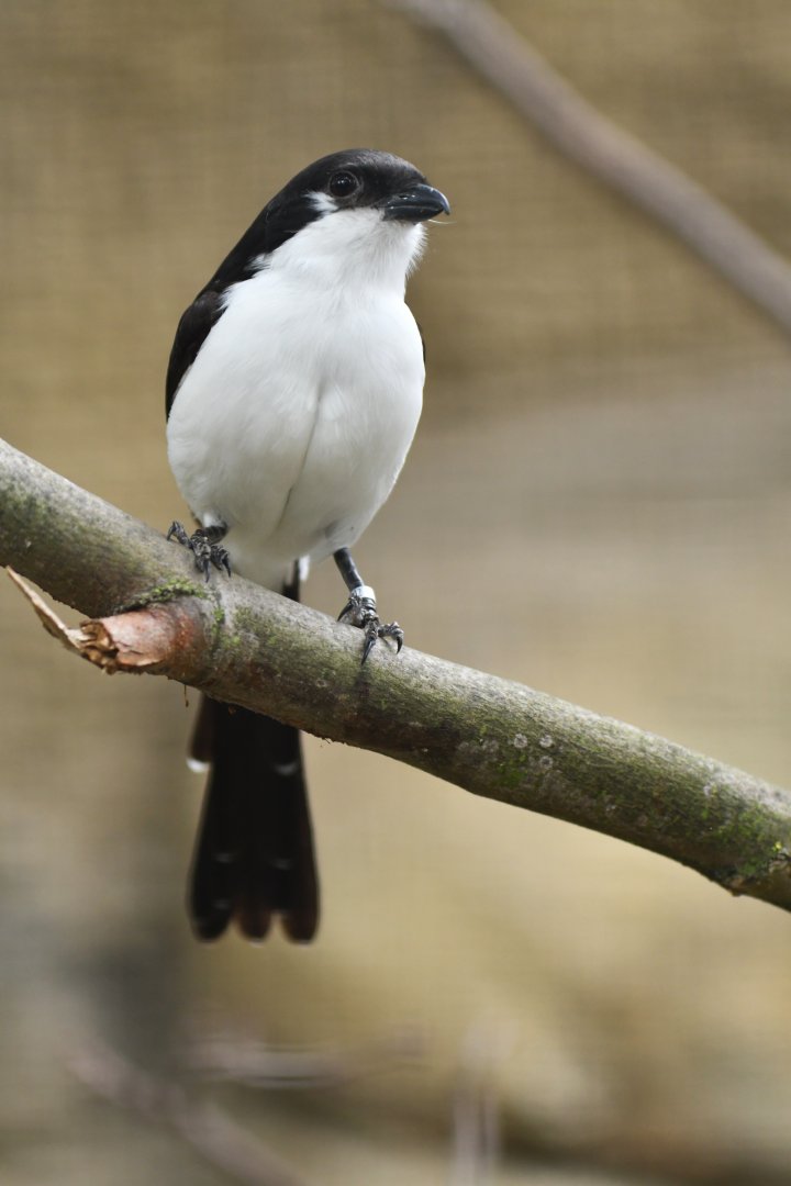 Long-tailed fiscal Lanius cabanisi