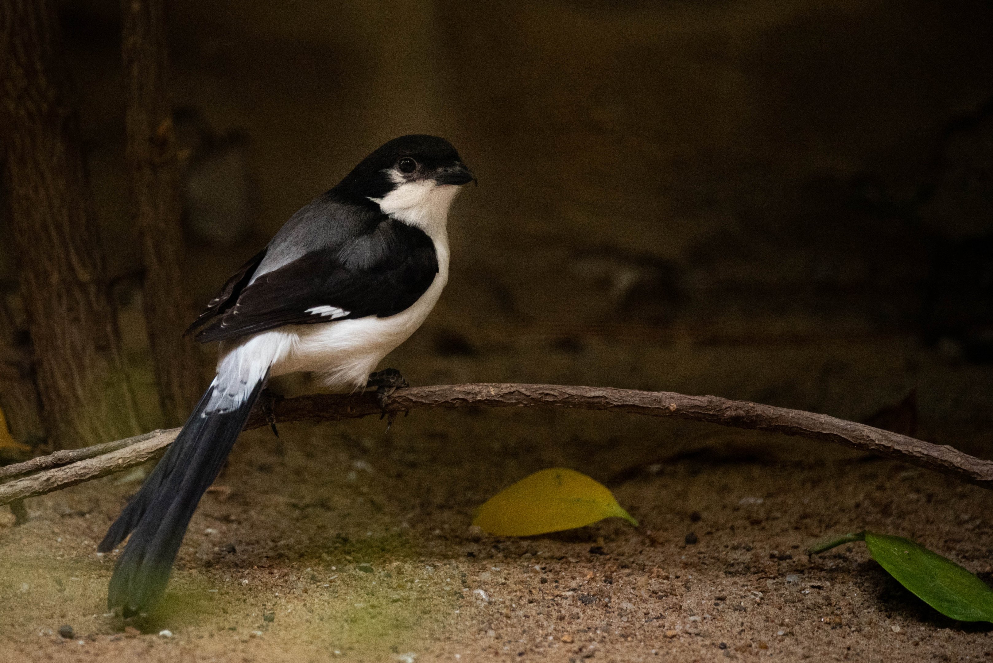 Long-tailed fiscal - Lanius cabanisi