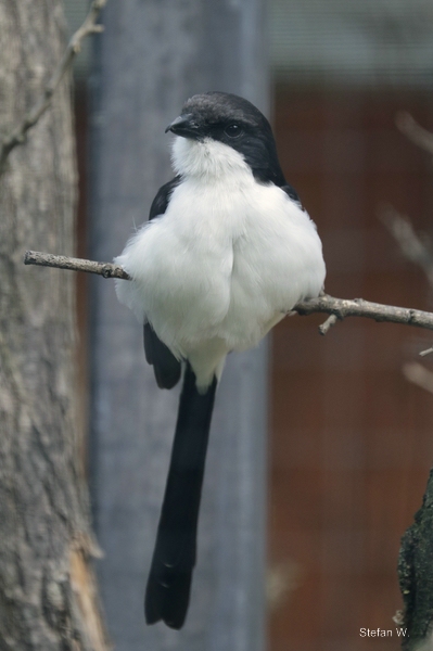 Long-tailed Fiscal (Lanius cabanisi)