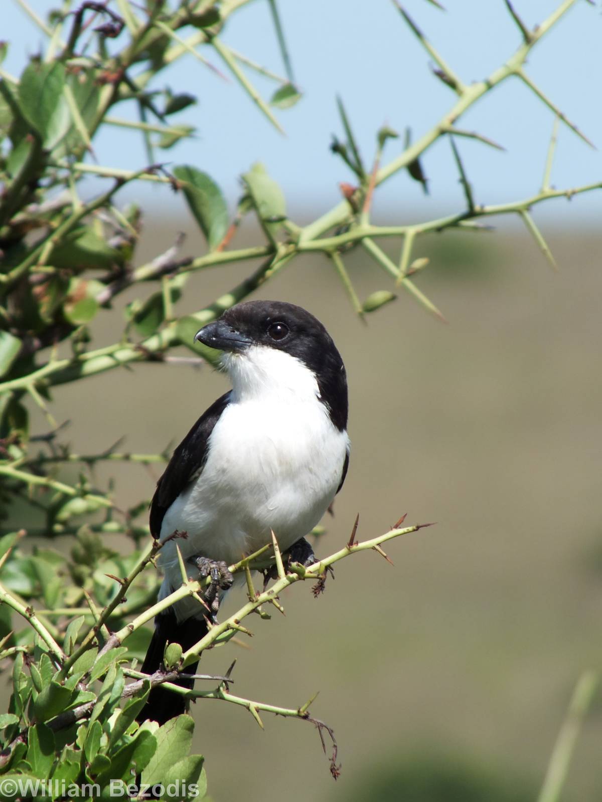 Long-tailed Fiscal - Nairobi National Park