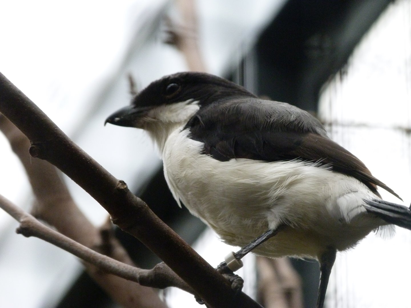 Long-tailed fiscal -Zoologischer Garten Berlin (2024)