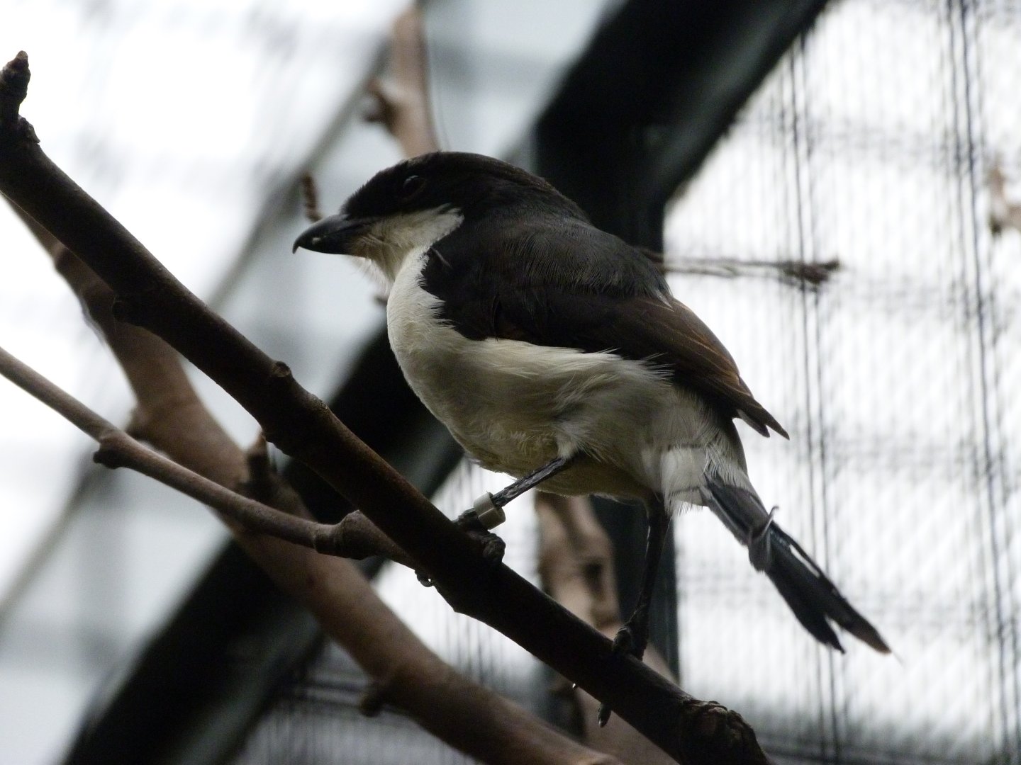 Long-tailed fiscal -Zoologischer Garten Berlin (2024)