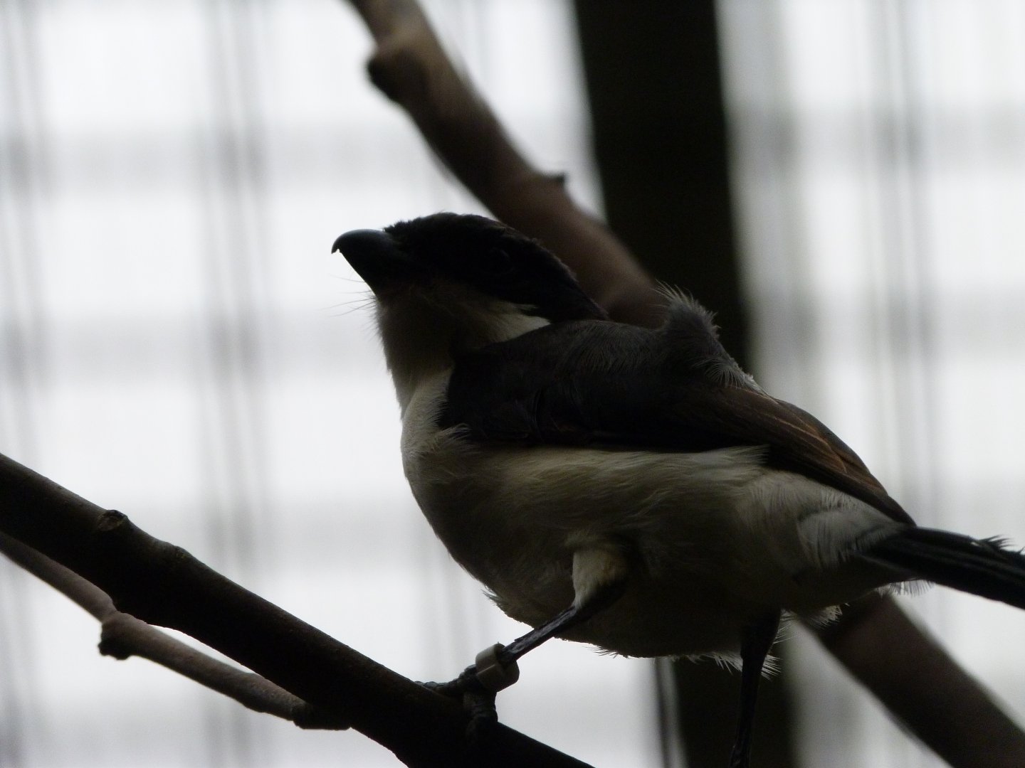 Long-tailed fiscal -Zoologischer Garten Berlin (2024)