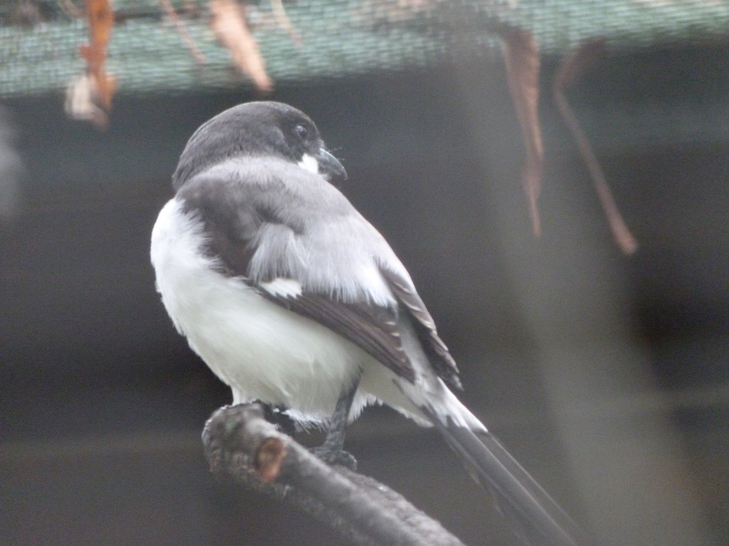 Long-tailed fiscal -Zoologischer Garten Berlin (2024)
