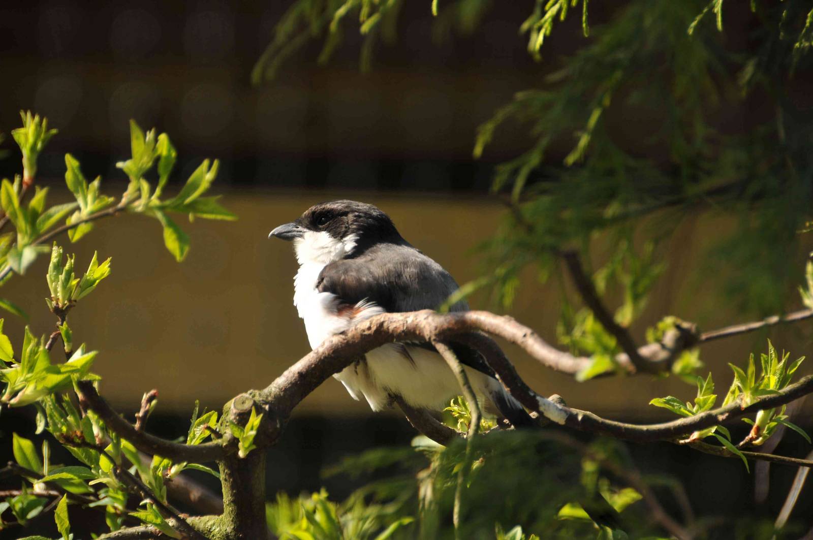 Long-tailed Fiscal
