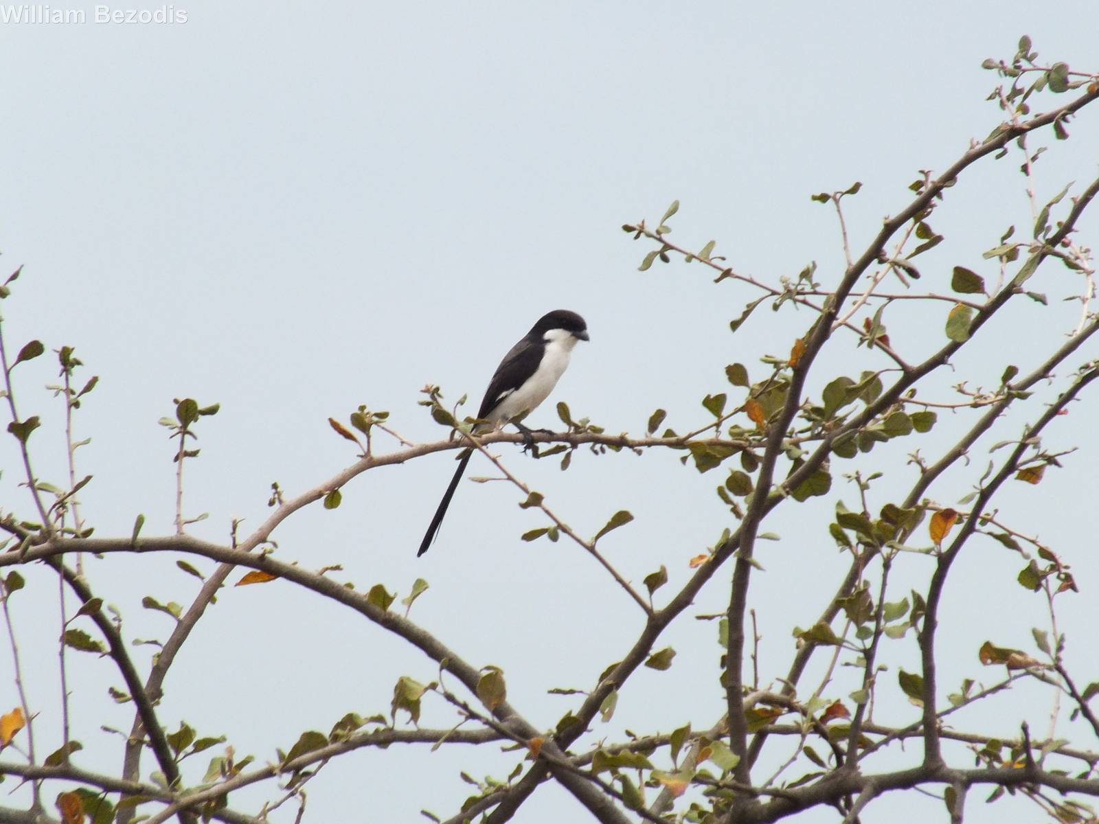 Long-tailed fiscal