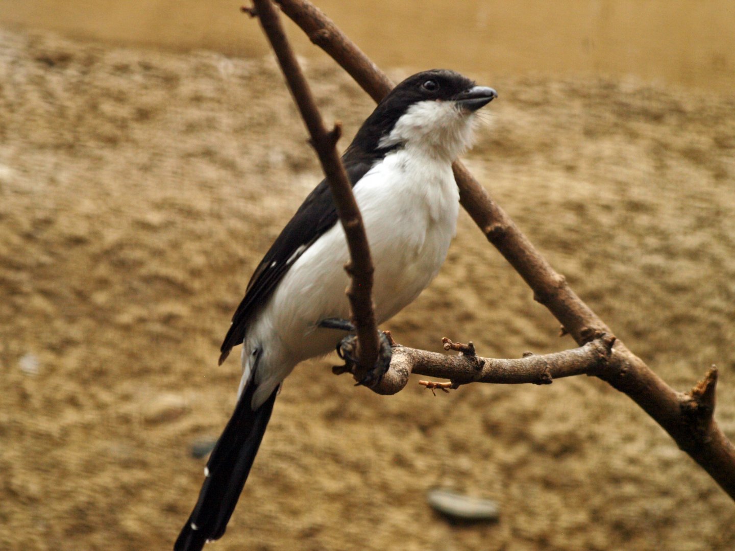 Long-tailed fiscal