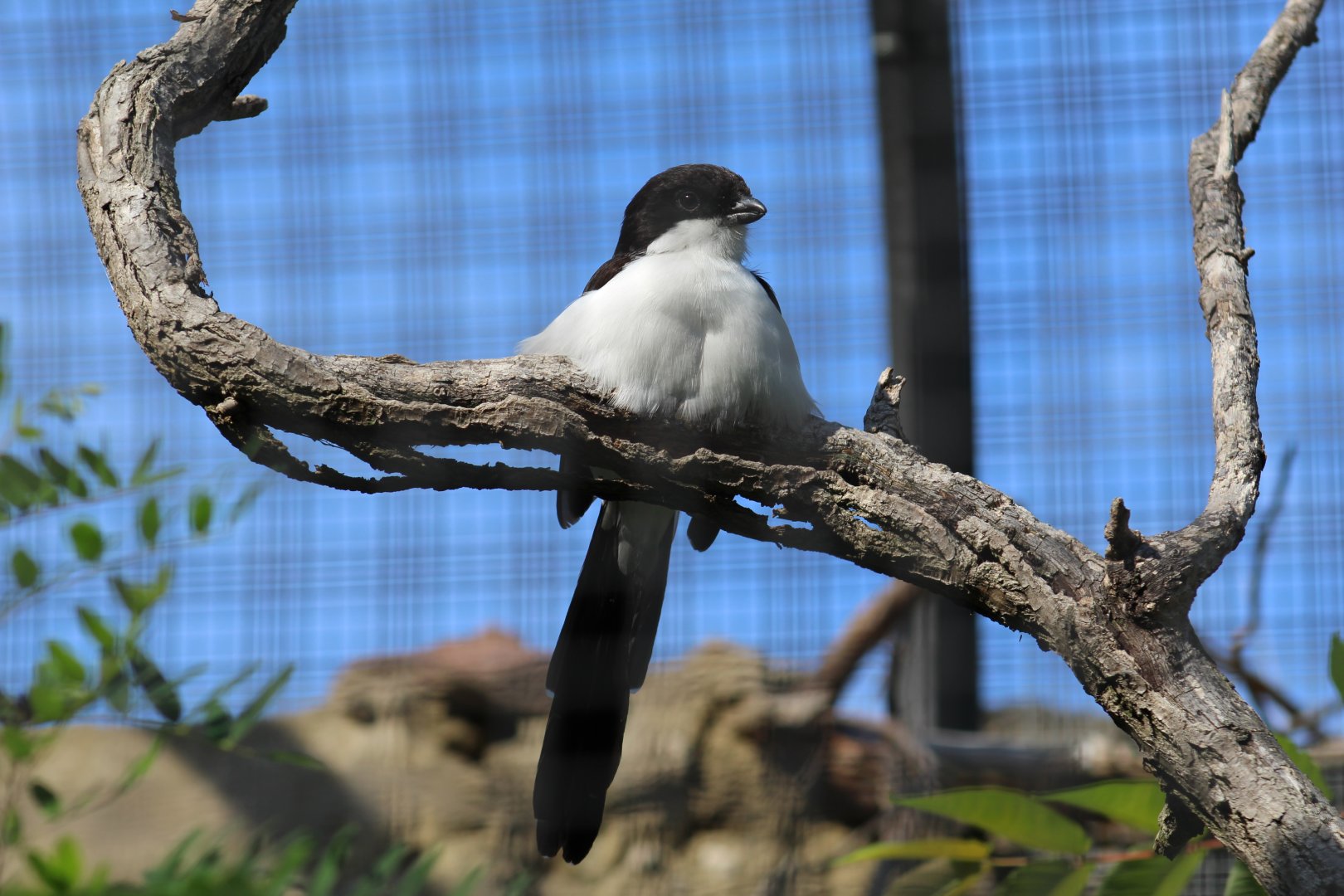 Long-Tailed Fiscal