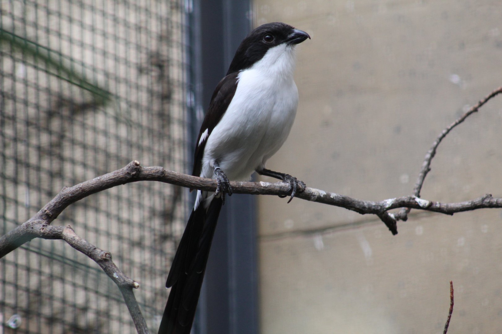 Long-Tailed Fiscal