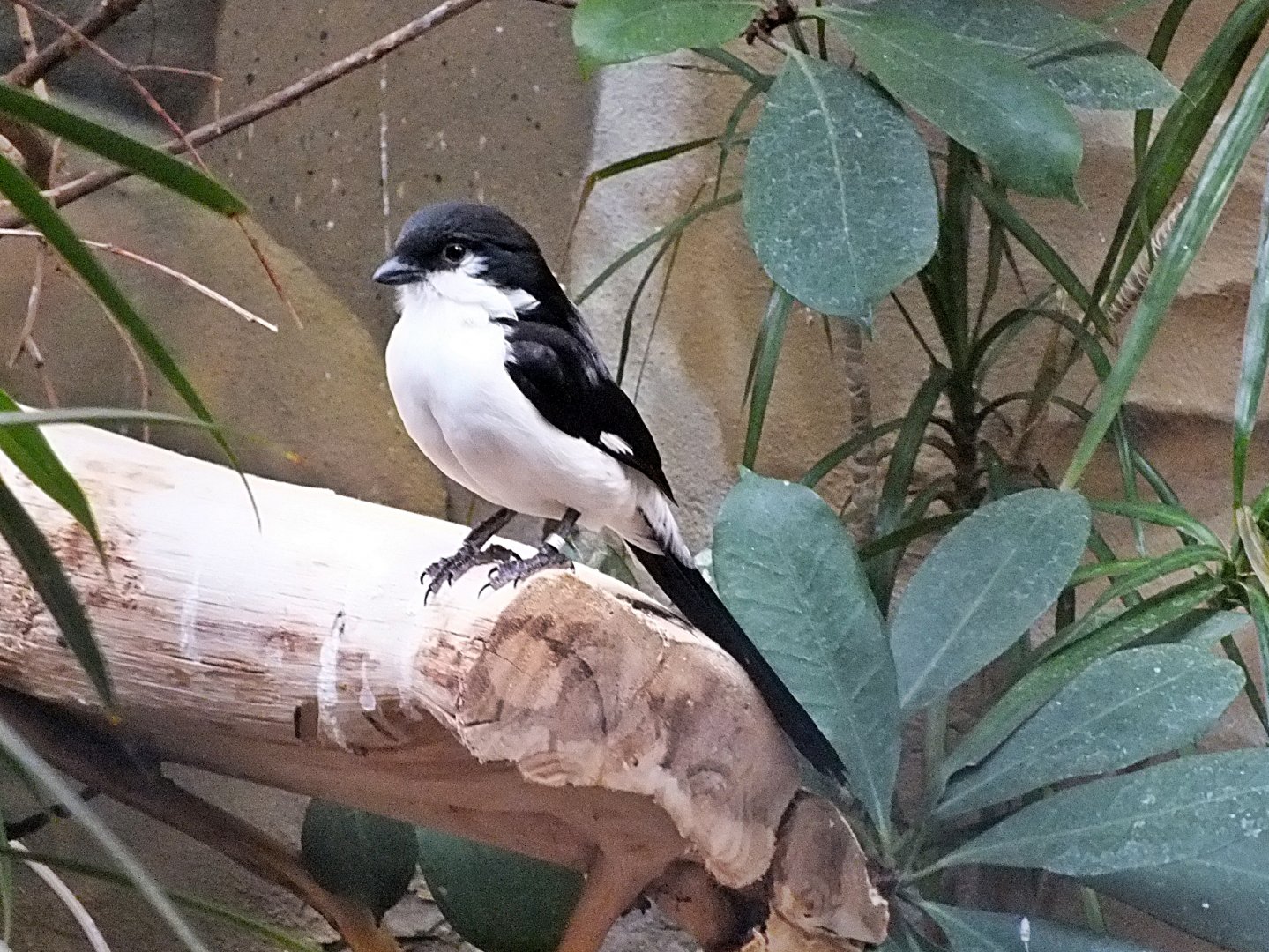 Long-tailed fiscal