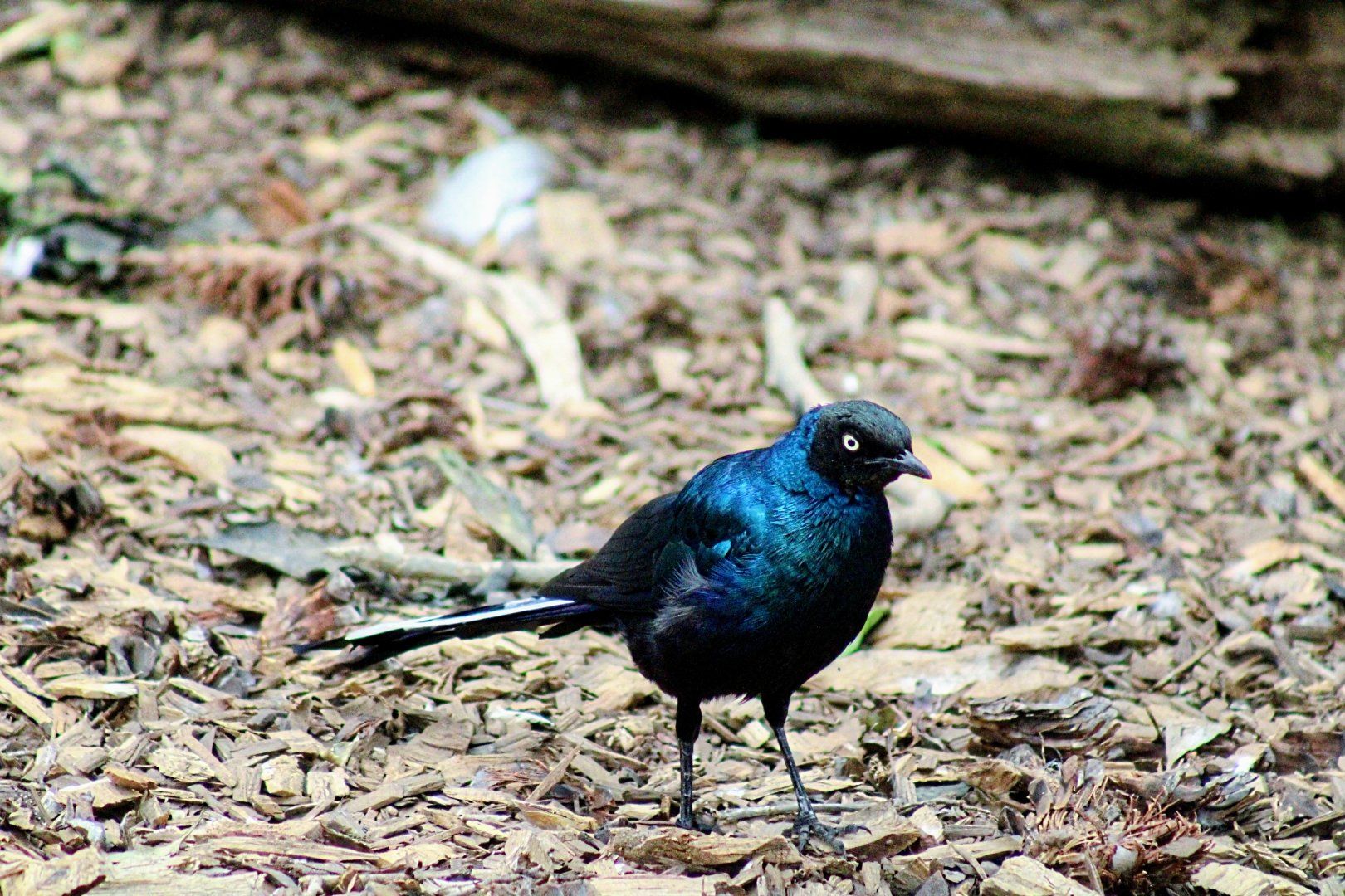 Long-tailed Glossy Starling (05/25/2022)