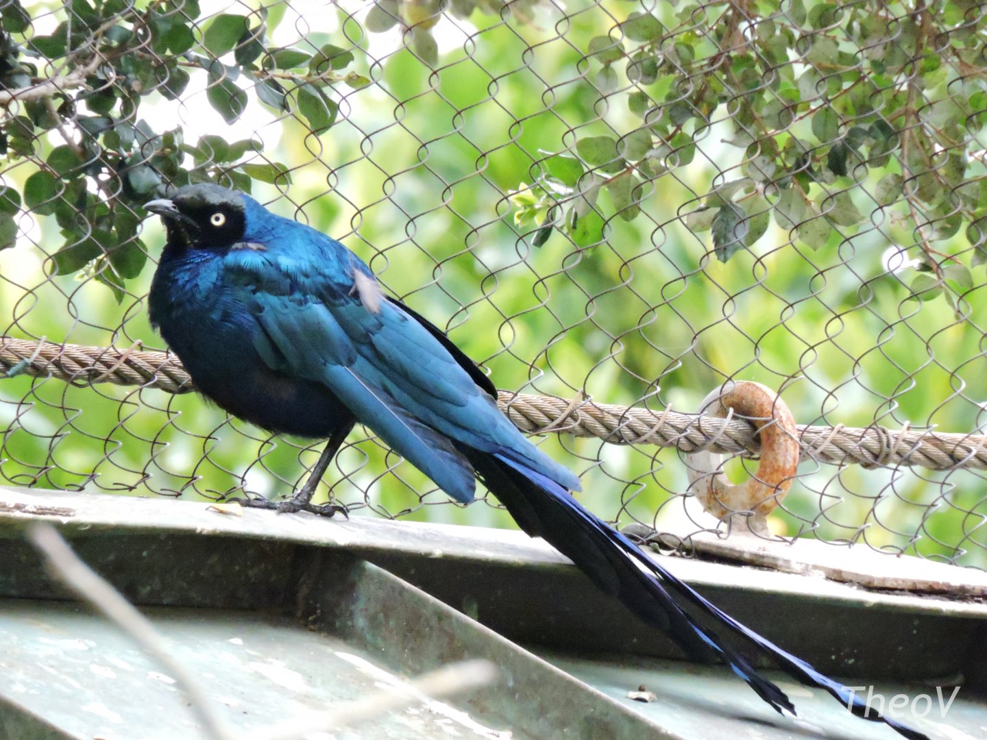Long-tailed glossy starling [2015]