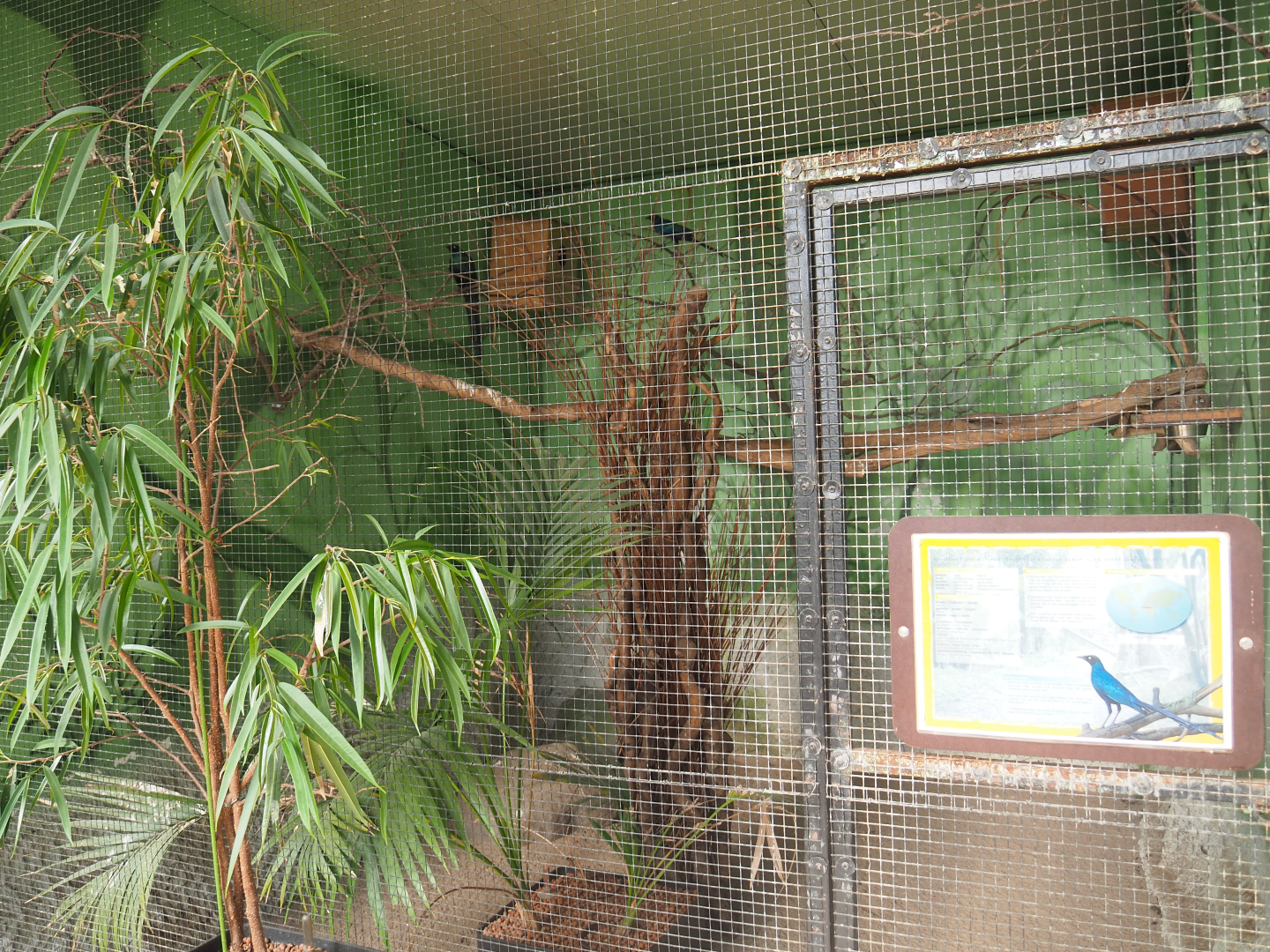 Long-tailed glossy starling aviary, 2019-08-04