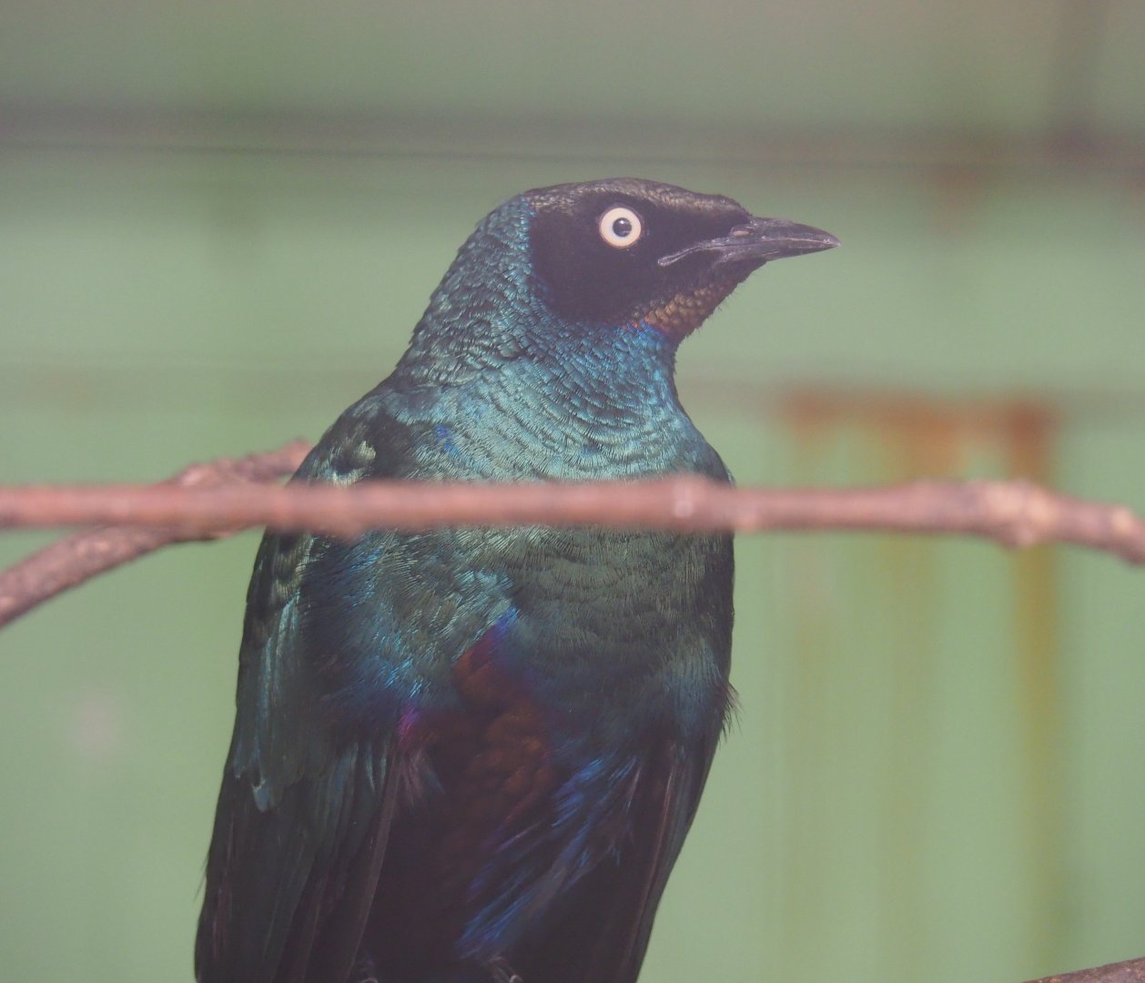 Long-tailed glossy-starling (Lamprotornis caudatus), 2019-08-04