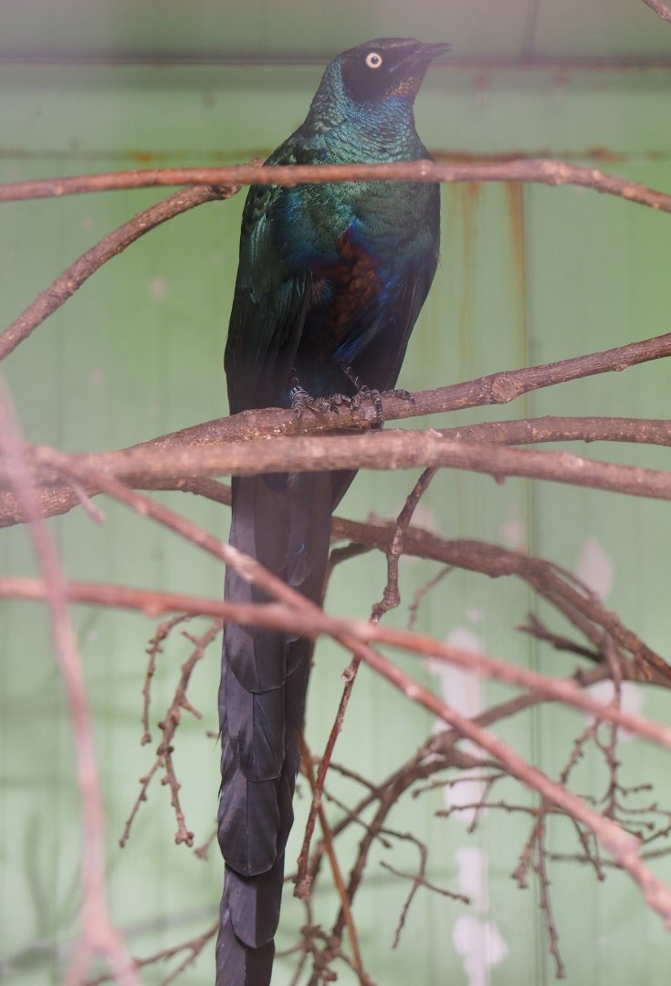 Long-tailed glossy-starling (Lamprotornis caudatus), 2019-08-04