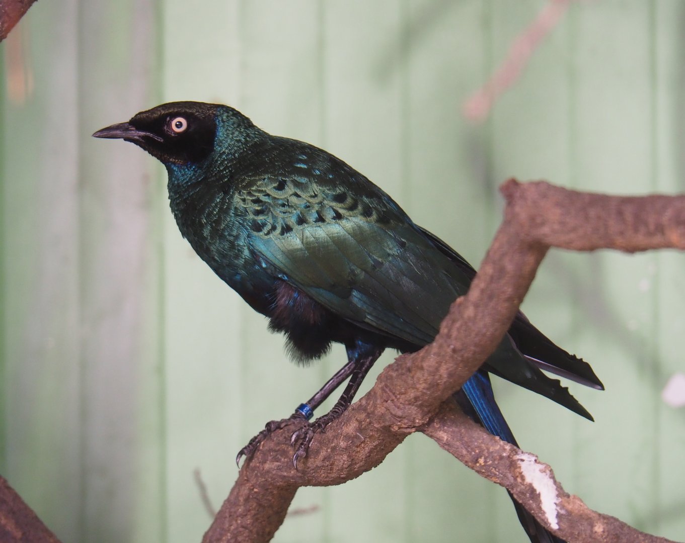 Long-tailed glossy-starling (Lamprotornis caudatus), 2019-08-04