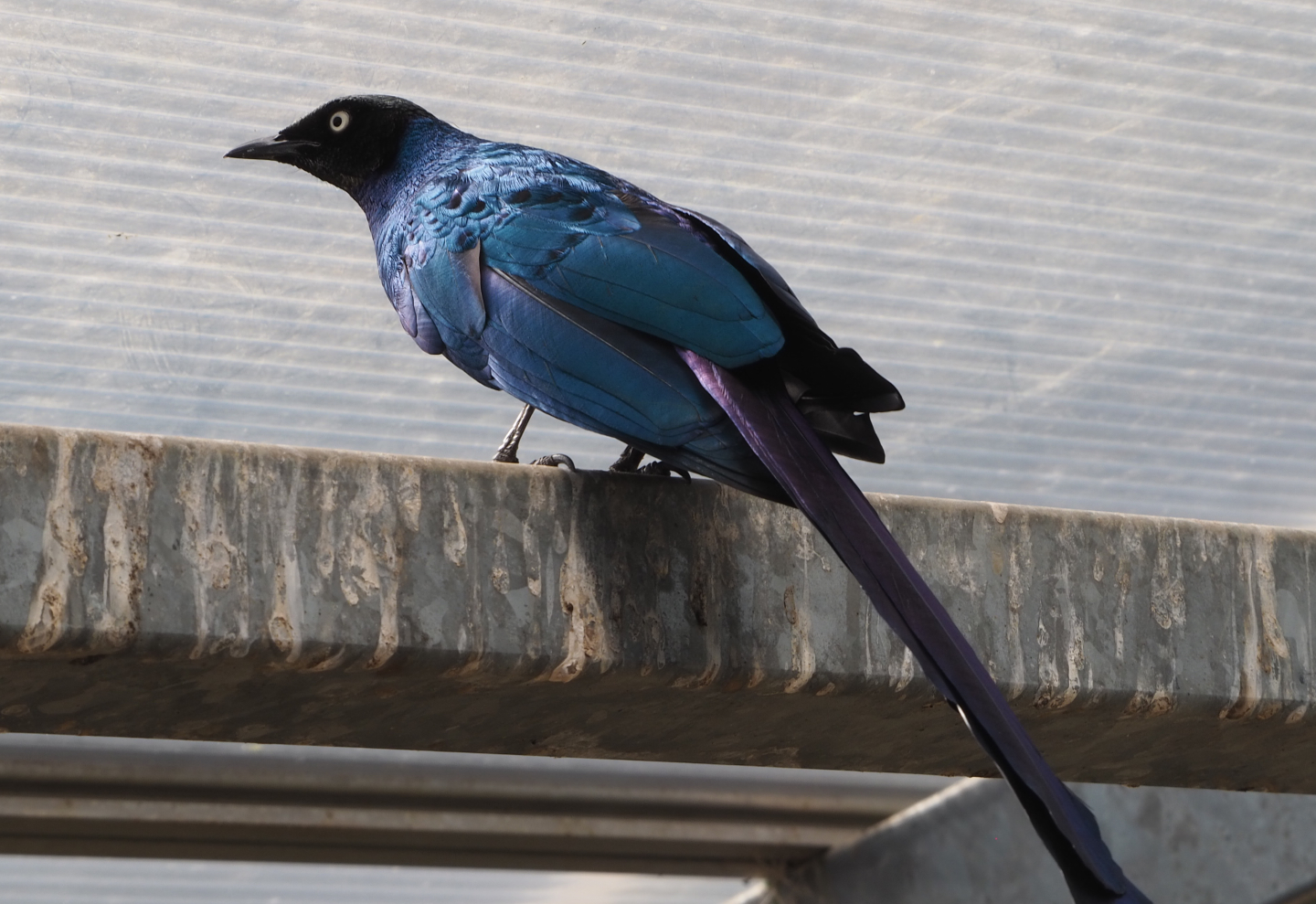 Long-tailed glossy starling (Lamprotornis caudatus), 2020-06-20
