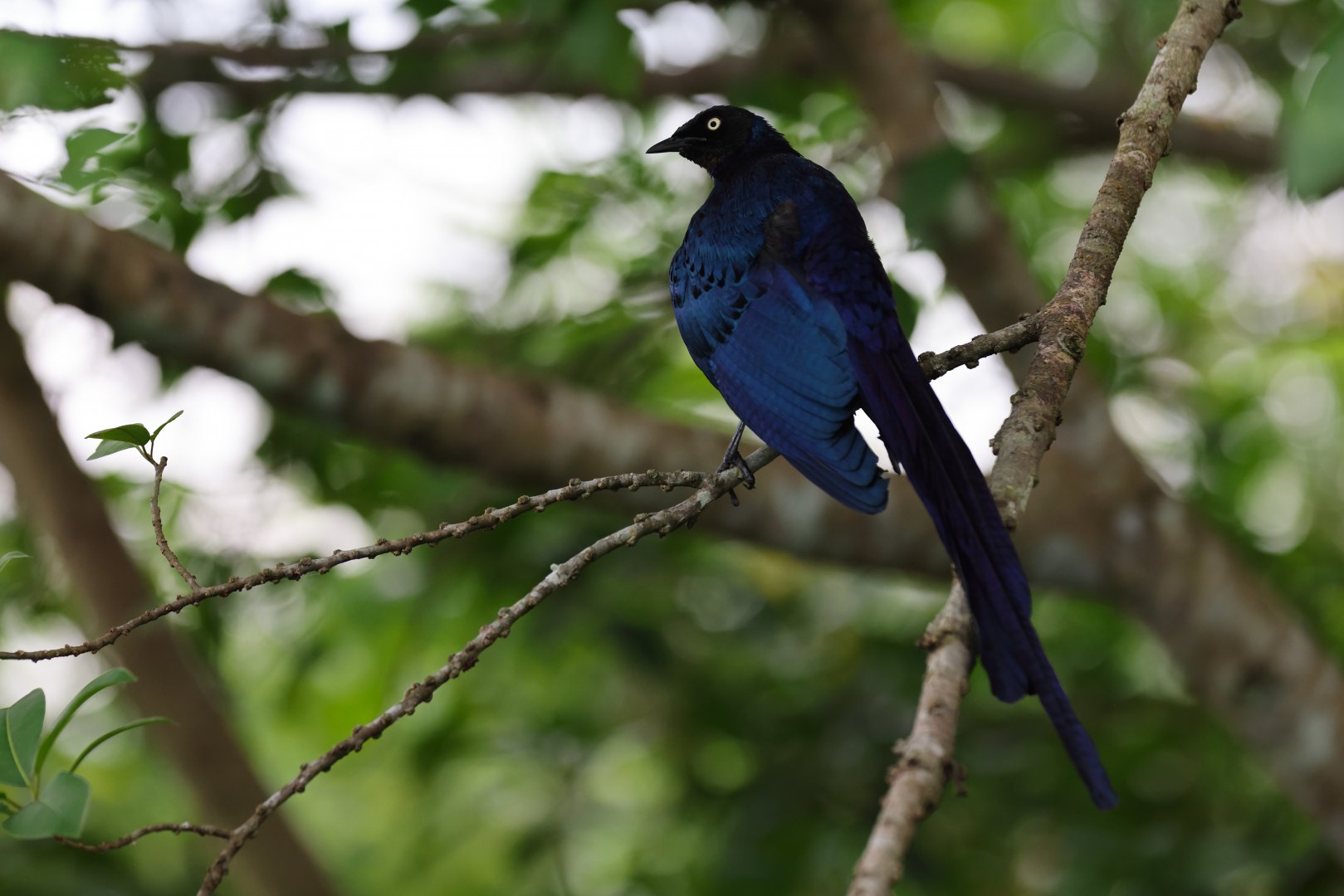 Long-tailed Glossy Starling (Lamprotornis caudatus) - Heart of Africa