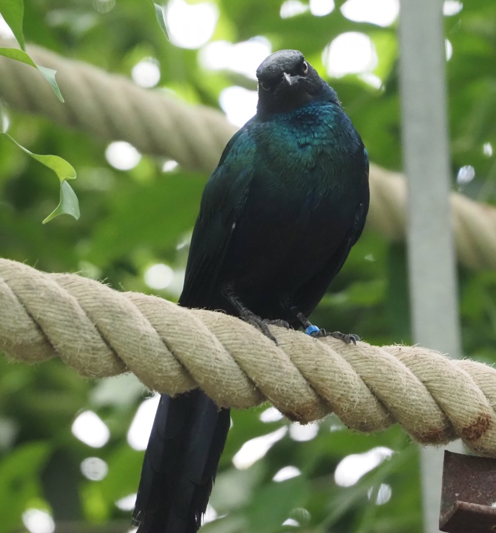 Long-tailed glossy starling (Lamprotornis caudatus) in the Tropicalia greenhouse, 2025-09-01