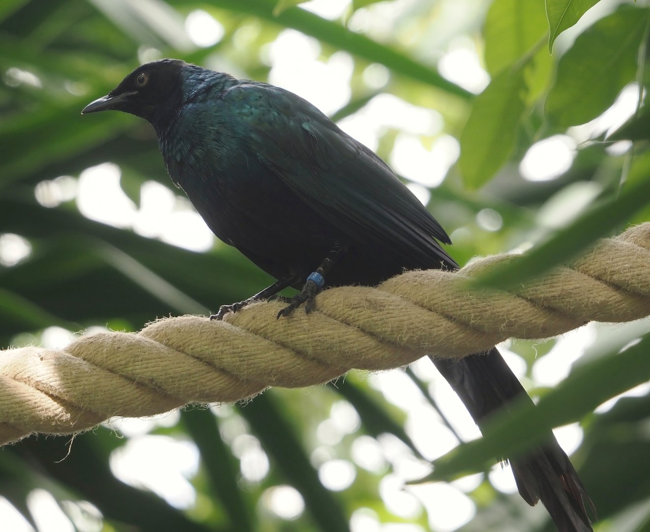 Long-tailed glossy starling (Lamprotornis caudatus) in the Tropicalia greenhouse, 2025-09-01