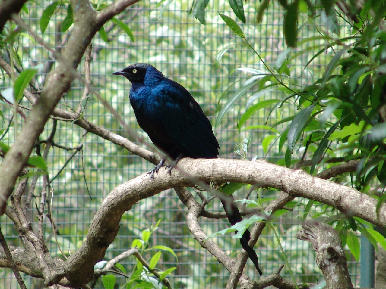 Long-tailed Glossy Starling (Lamprotornis caudatus)